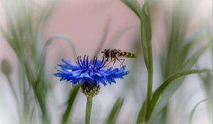 Preview wallpaper insect, flower, macro, blur, blue