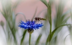 Preview wallpaper insect, flower, macro, blur, blue