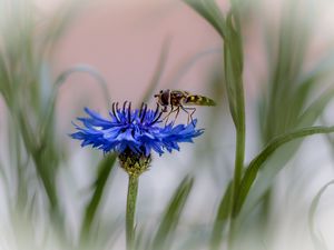 Preview wallpaper insect, flower, macro, blur, blue