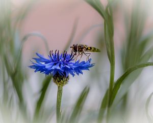 Preview wallpaper insect, flower, macro, blur, blue