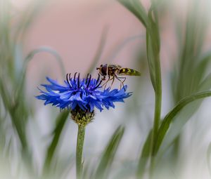 Preview wallpaper insect, flower, macro, blur, blue