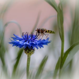 Preview wallpaper insect, flower, macro, blur, blue