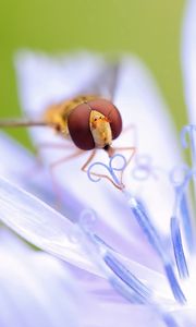 Preview wallpaper insect, flower, petals, pistils, stamens, pollination