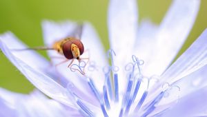 Preview wallpaper insect, flower, petals, pistils, stamens, pollination