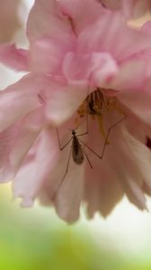 Preview wallpaper insect, flower, pink, macro