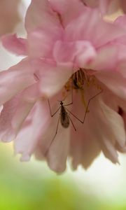 Preview wallpaper insect, flower, pink, macro