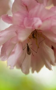 Preview wallpaper insect, flower, pink, macro