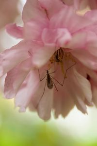 Preview wallpaper insect, flower, pink, macro