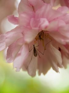 Preview wallpaper insect, flower, pink, macro