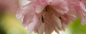 Preview wallpaper insect, flower, pink, macro