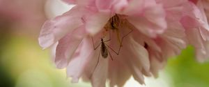 Preview wallpaper insect, flower, pink, macro