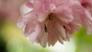 Preview wallpaper insect, flower, pink, macro