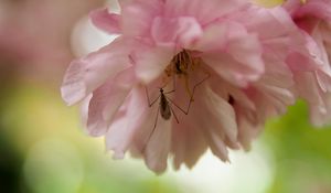 Preview wallpaper insect, flower, pink, macro