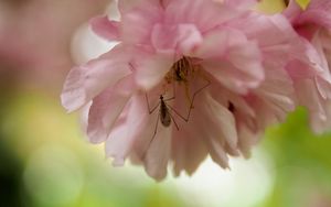 Preview wallpaper insect, flower, pink, macro