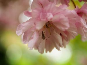 Preview wallpaper insect, flower, pink, macro