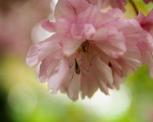 Preview wallpaper insect, flower, pink, macro