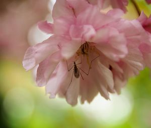 Preview wallpaper insect, flower, pink, macro