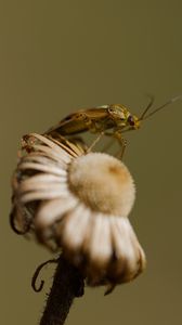 Preview wallpaper insect, flower, plant, macro, nature, blur