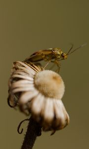 Preview wallpaper insect, flower, plant, macro, nature, blur