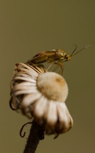 Preview wallpaper insect, flower, plant, macro, nature, blur