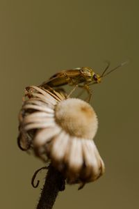 Preview wallpaper insect, flower, plant, macro, nature, blur