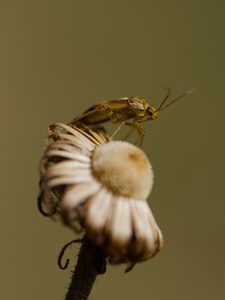 Preview wallpaper insect, flower, plant, macro, nature, blur
