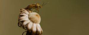 Preview wallpaper insect, flower, plant, macro, nature, blur