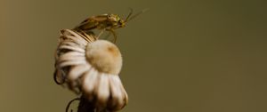Preview wallpaper insect, flower, plant, macro, nature, blur
