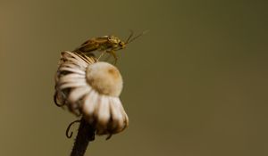 Preview wallpaper insect, flower, plant, macro, nature, blur