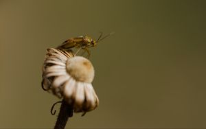 Preview wallpaper insect, flower, plant, macro, nature, blur