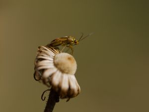 Preview wallpaper insect, flower, plant, macro, nature, blur