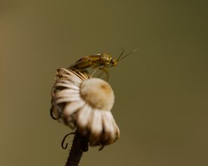 Preview wallpaper insect, flower, plant, macro, nature, blur