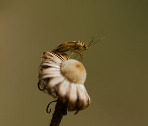 Preview wallpaper insect, flower, plant, macro, nature, blur