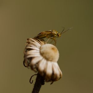 Preview wallpaper insect, flower, plant, macro, nature, blur