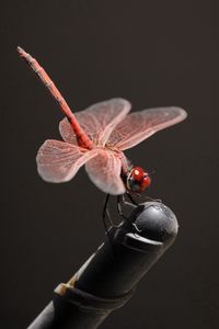 Preview wallpaper insect, fly, pink