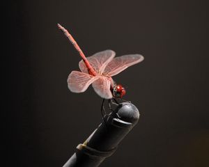 Preview wallpaper insect, fly, pink