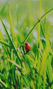 Preview wallpaper insect, grass, climb, crawl, background