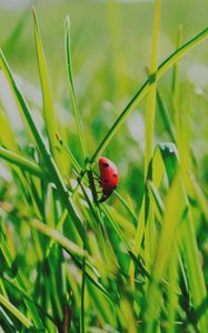 Preview wallpaper insect, grass, climb, crawl, background