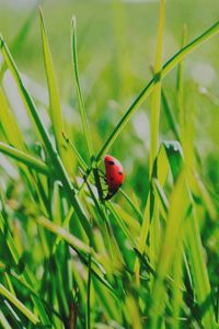 Preview wallpaper insect, grass, climb, crawl, background