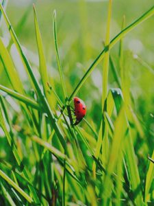 Preview wallpaper insect, grass, climb, crawl, background