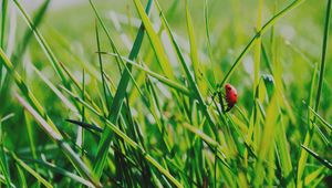 Preview wallpaper insect, grass, climb, crawl, background