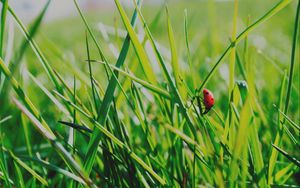 Preview wallpaper insect, grass, climb, crawl, background