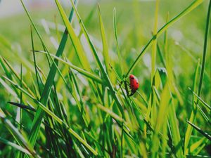 Preview wallpaper insect, grass, climb, crawl, background