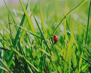 Preview wallpaper insect, grass, climb, crawl, background