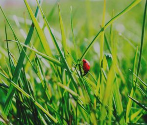 Preview wallpaper insect, grass, climb, crawl, background