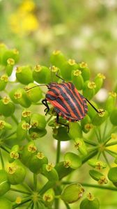 Preview wallpaper insect, grass, color, stains