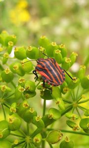 Preview wallpaper insect, grass, color, stains