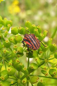 Preview wallpaper insect, grass, color, stains