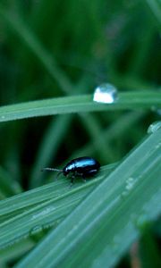 Preview wallpaper insect, grass, crawling, thick