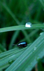 Preview wallpaper insect, grass, crawling, thick